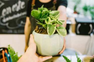 Someone buying a pot plant in a flower shop