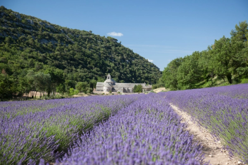 A view across the lavender fields of Avignon in summer.
