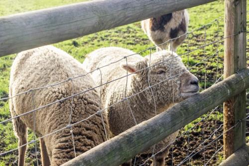 Sheep at Mudchute Park and Farm.