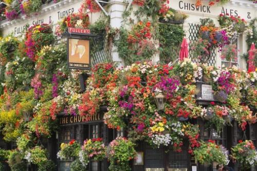 De gevel van The Chiswick Arms pub versierd met bloemen