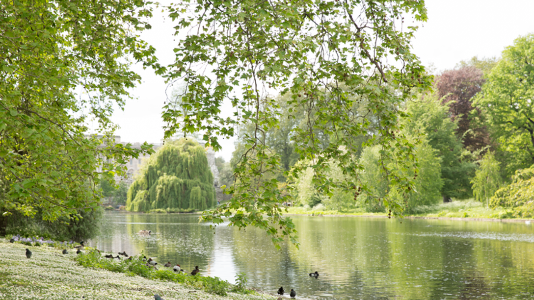 Lake - weekend in London - sunny - ducks