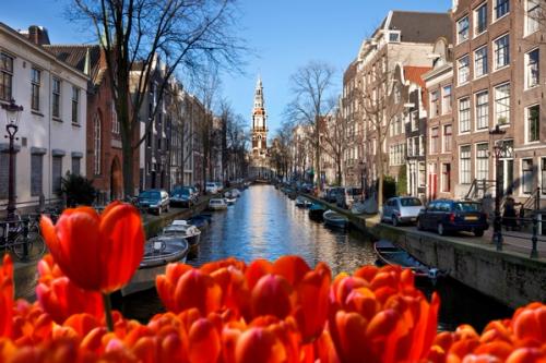 Tulips by an Amsterdam Canal