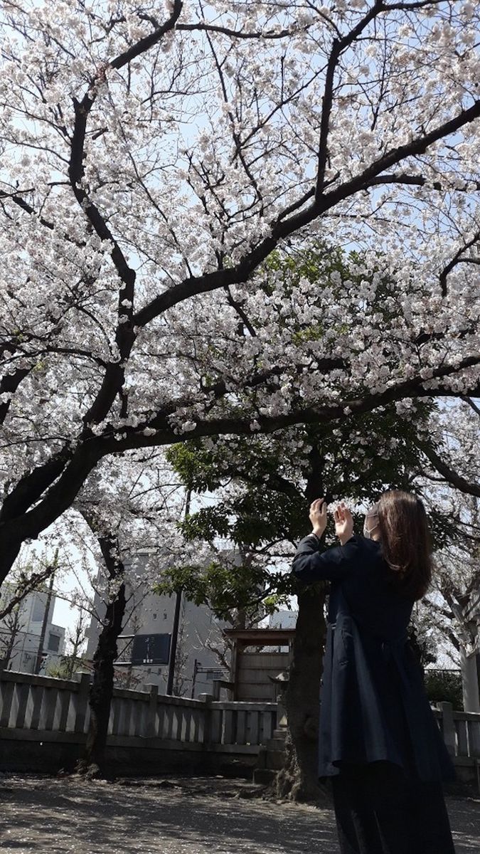 A woman raising her hand and looking at the blooming tree