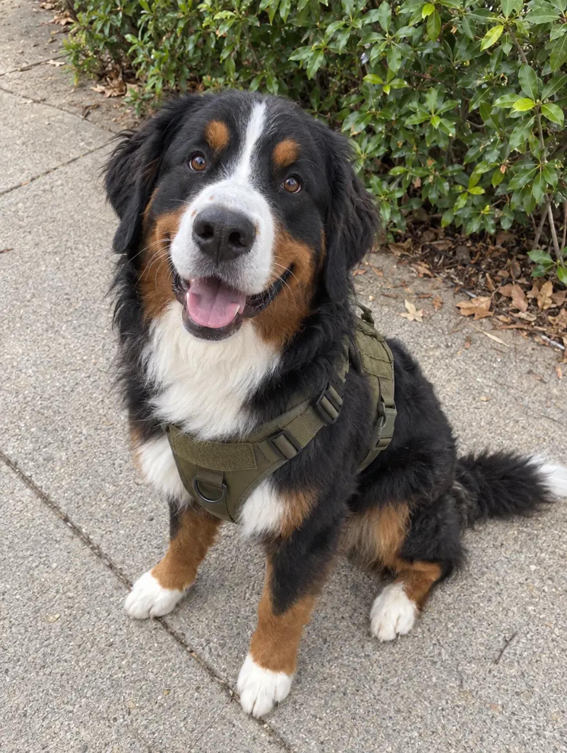 Bernese Mountain Dog sitting on the sidewalk in a green Tactical Harness