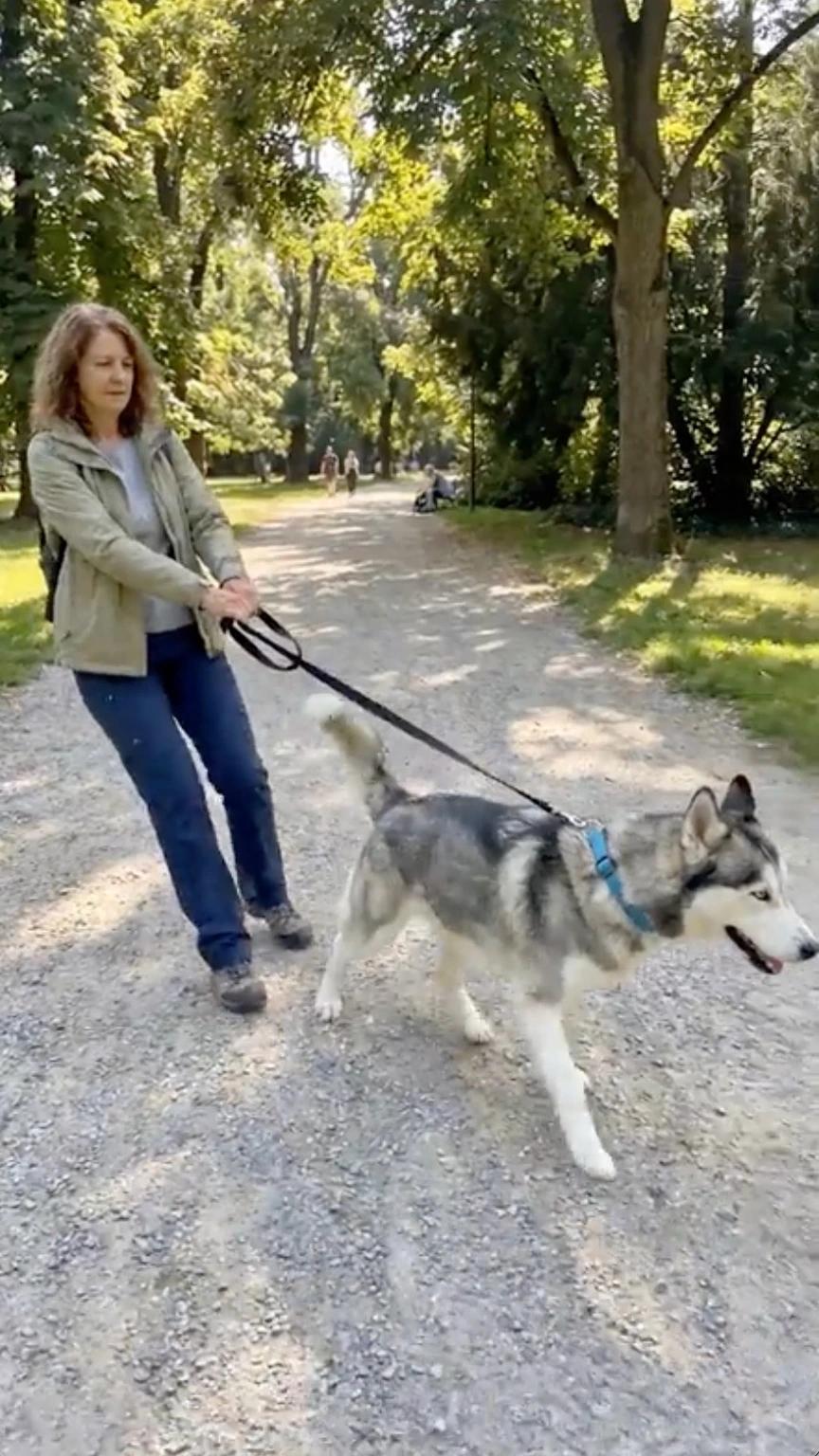 Dog in a regular collar pulling on the leash
