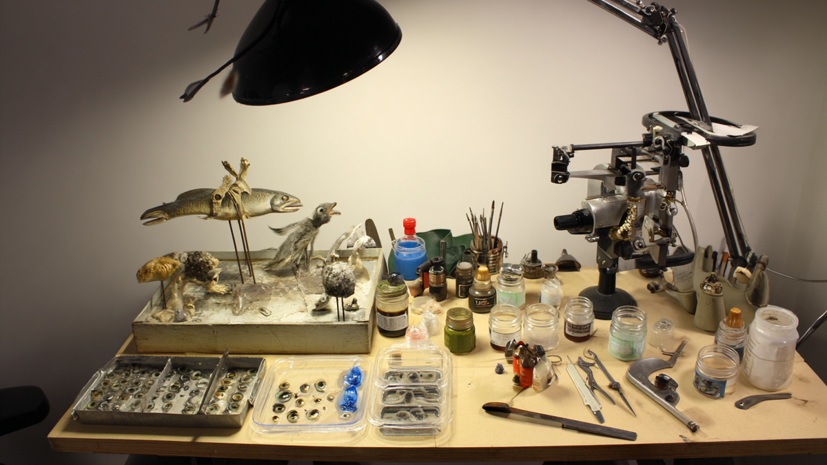Taxidermy.