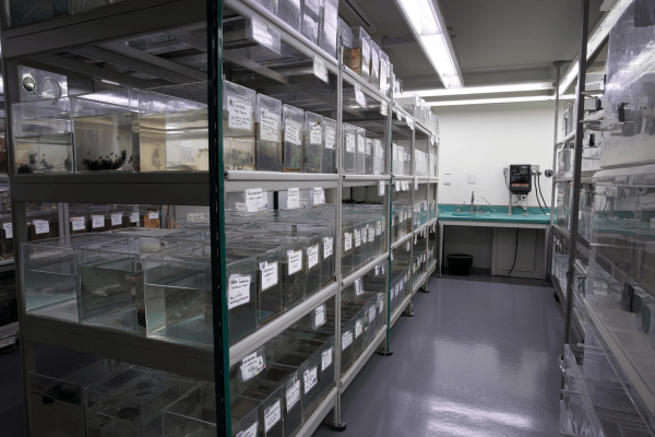 Invertebrate Husbandry And Exhibition.