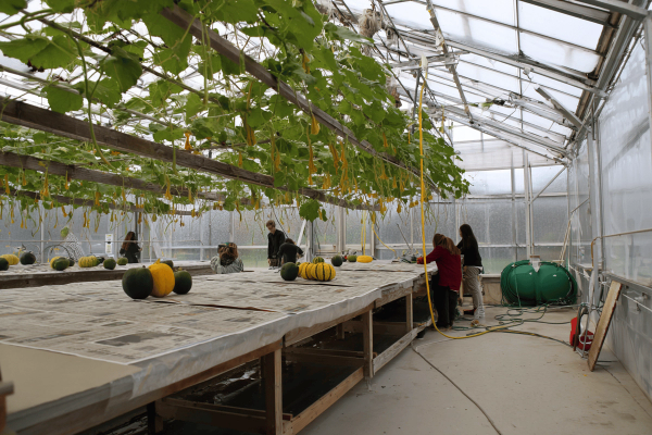 Hor118 Ornamental Gourd Culture.