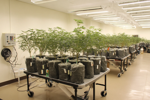Cannabis Cultivation And Retail Operations.