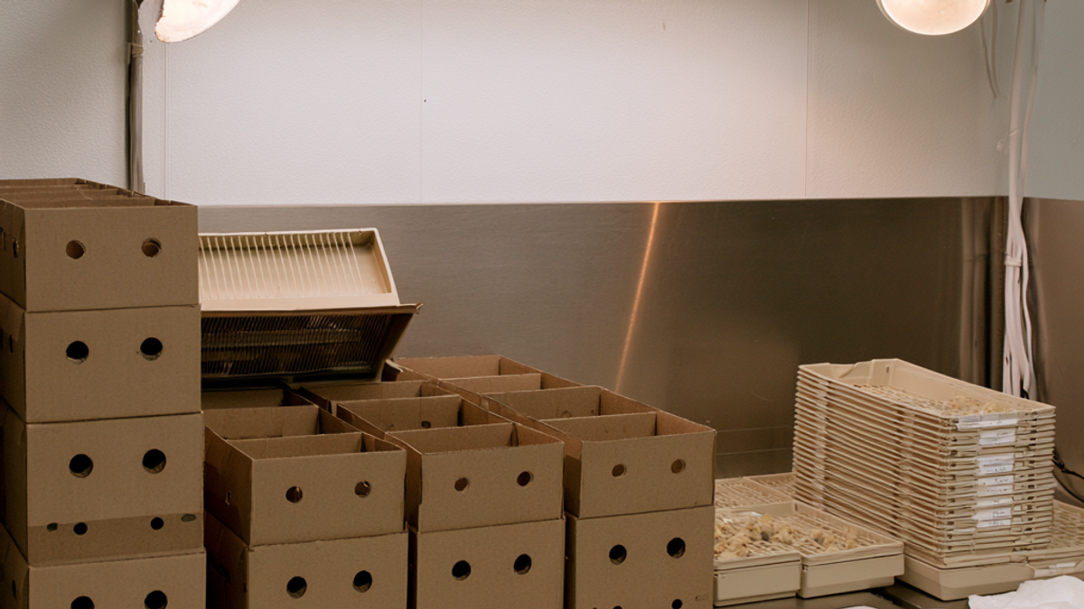 Egg Grading And Candling.
