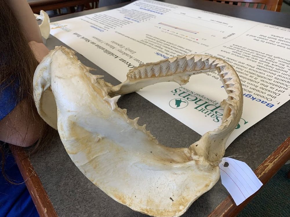 Marine Science research project on sharks