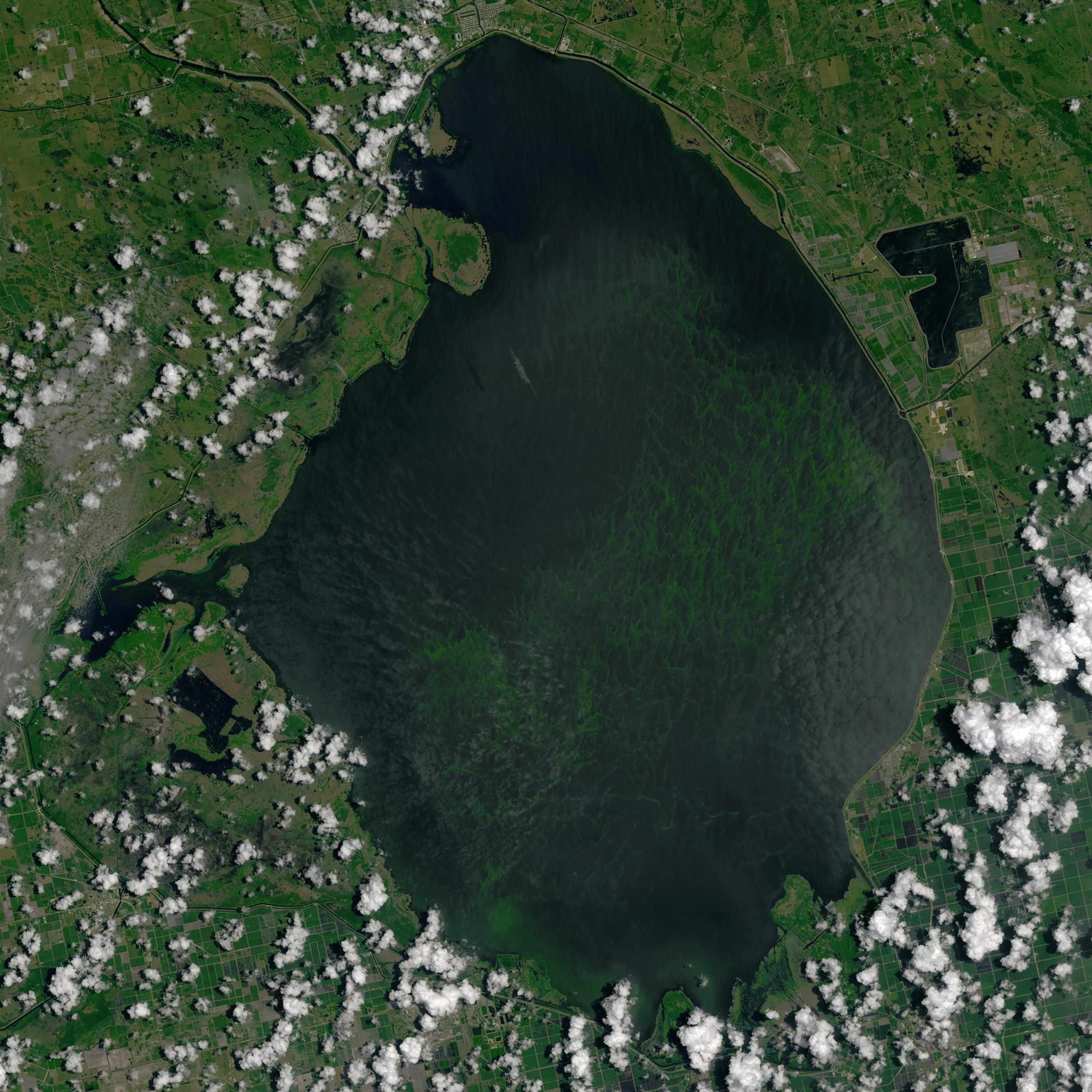 Palm Beach health officials issue Oct. 23 algae alert for three Lake Okeechobee locations