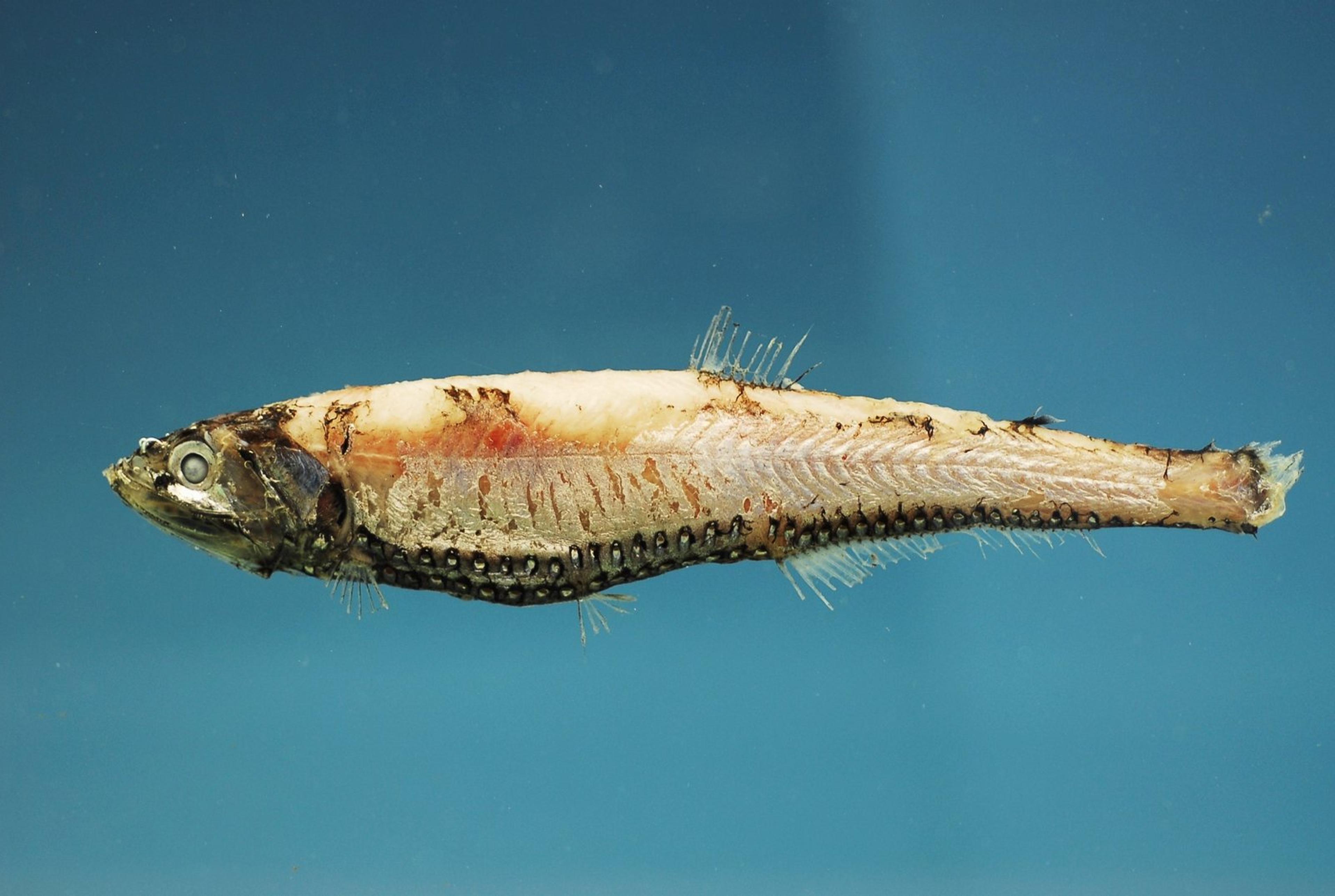 FIU and NSU researchers report lasting declines in deep-Gulf marine life