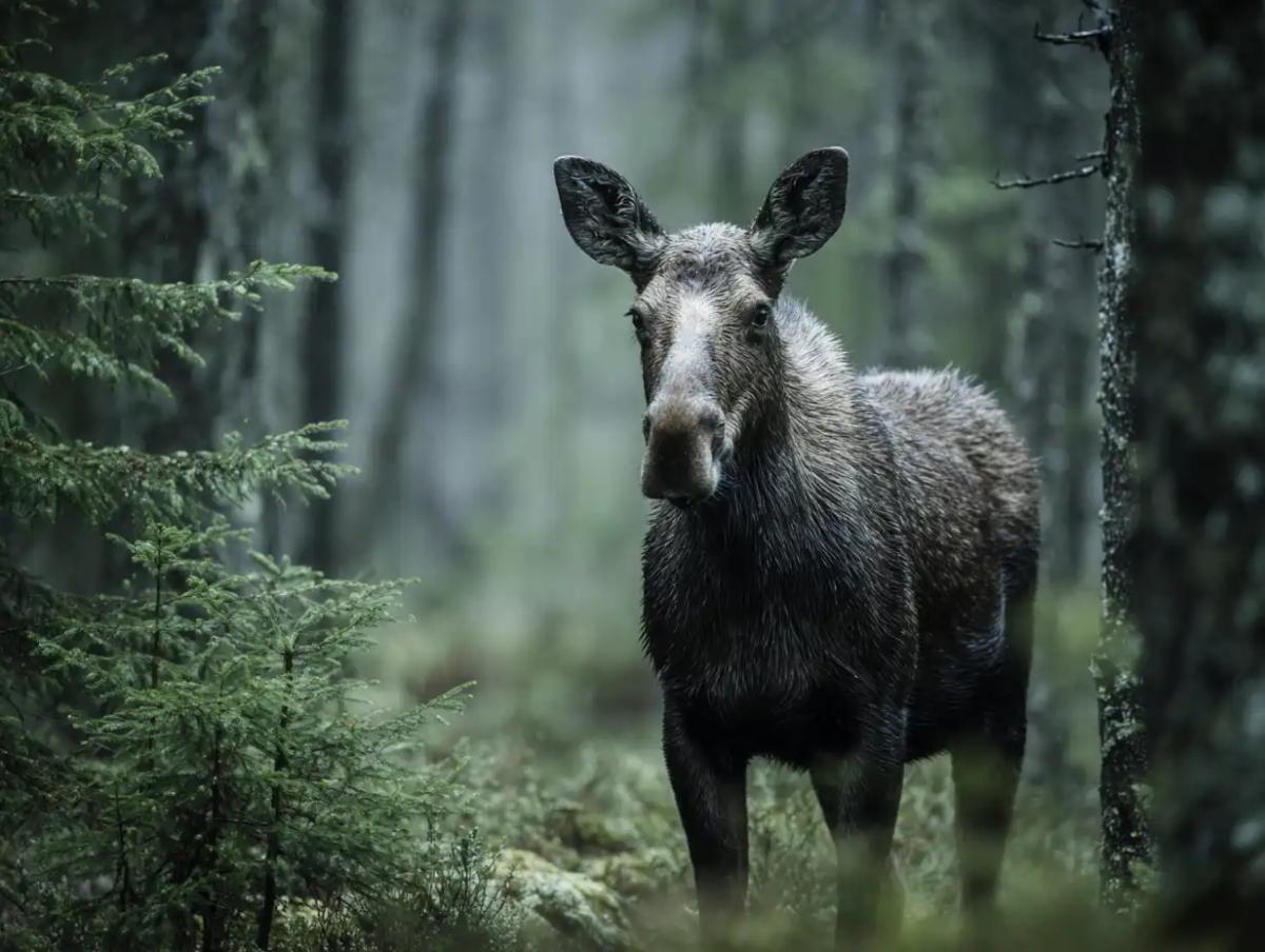 Hirvi