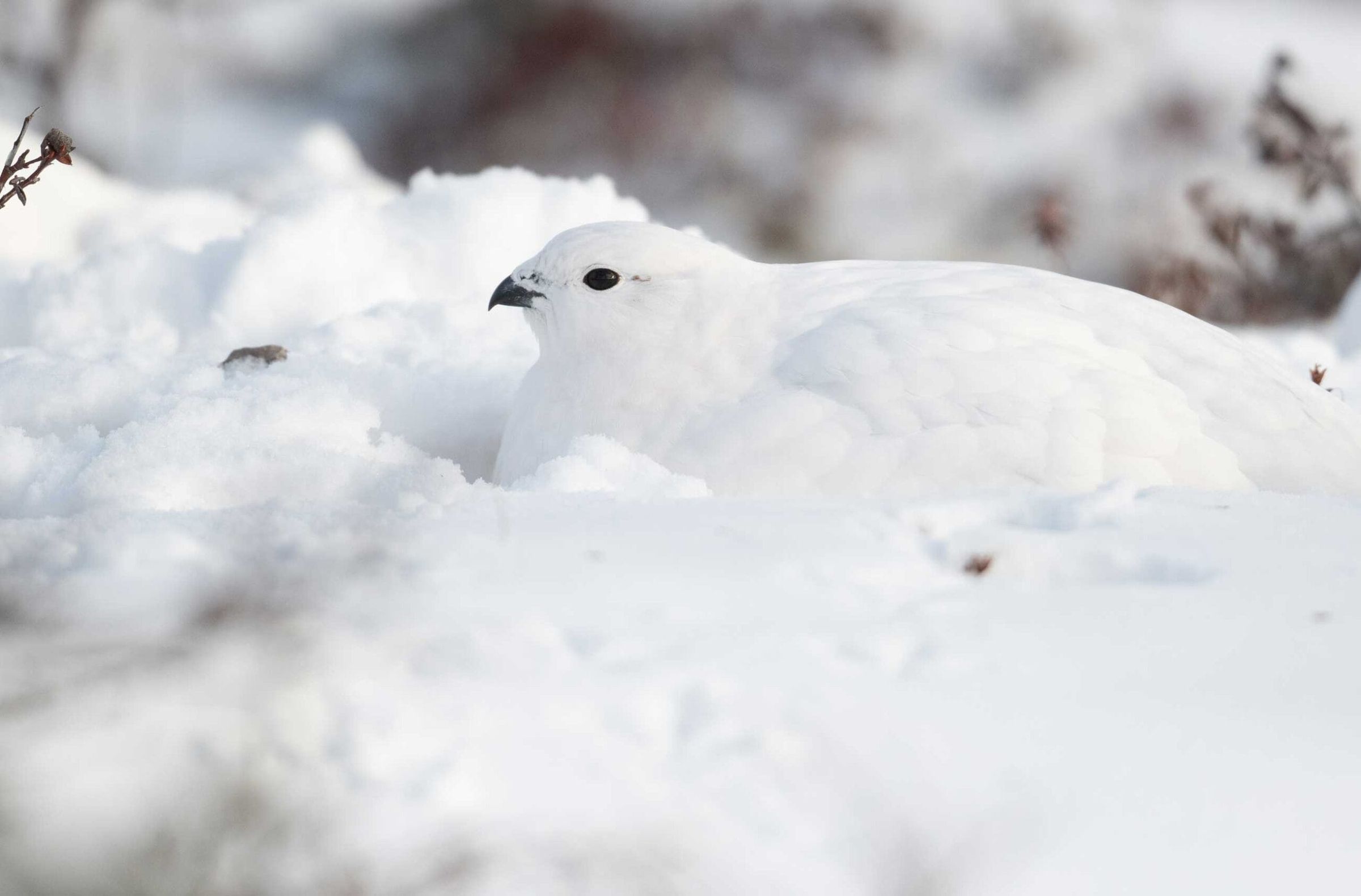 Riekko lumihangessa