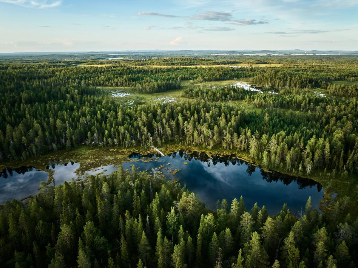 Metsäinen järvimaisema