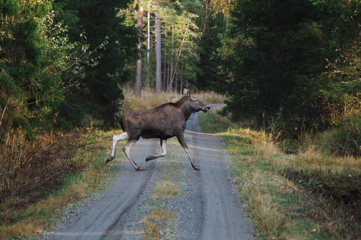 Naarashirvi ylittämässä metsäautotietä