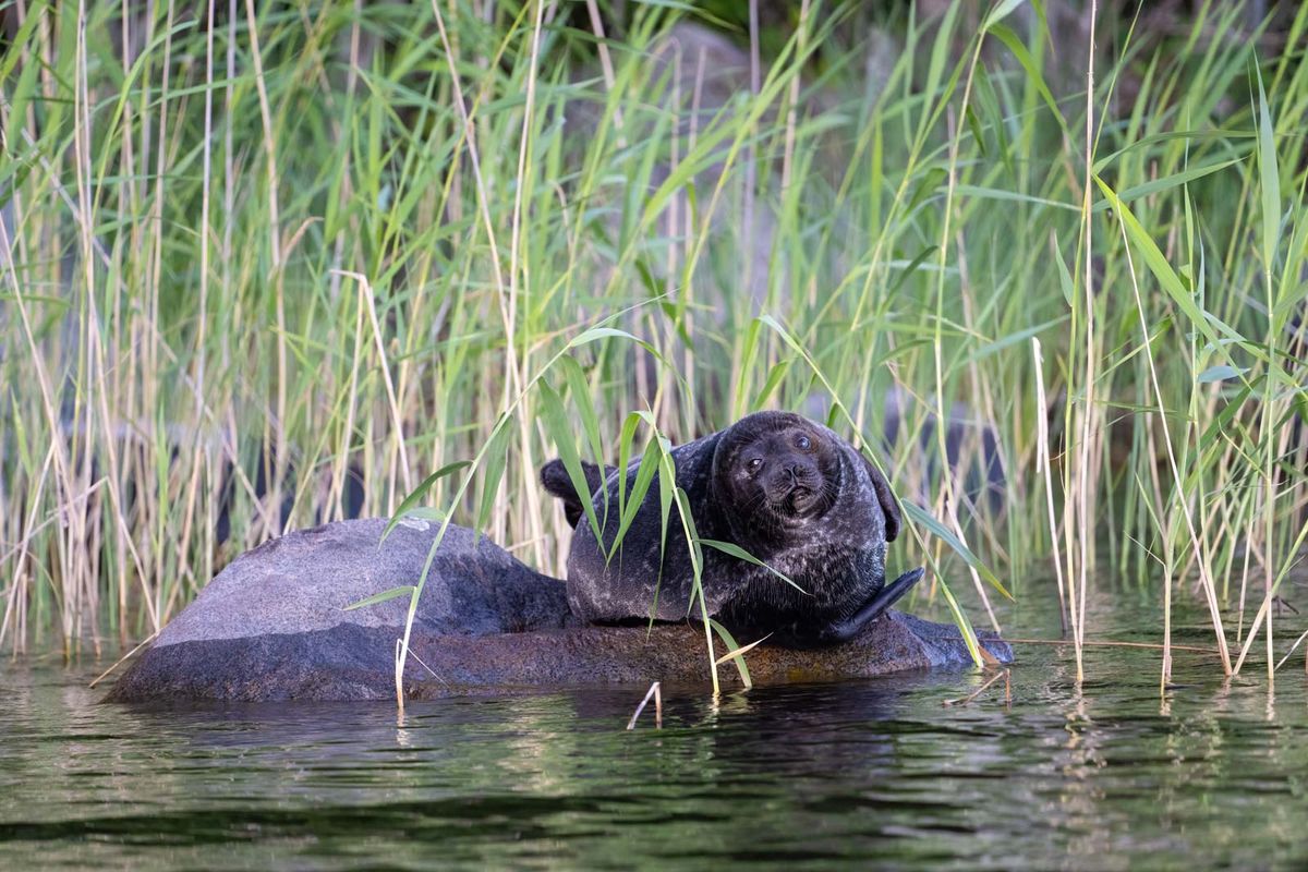 Saimaannorppa kivellä ruovikon keskellä