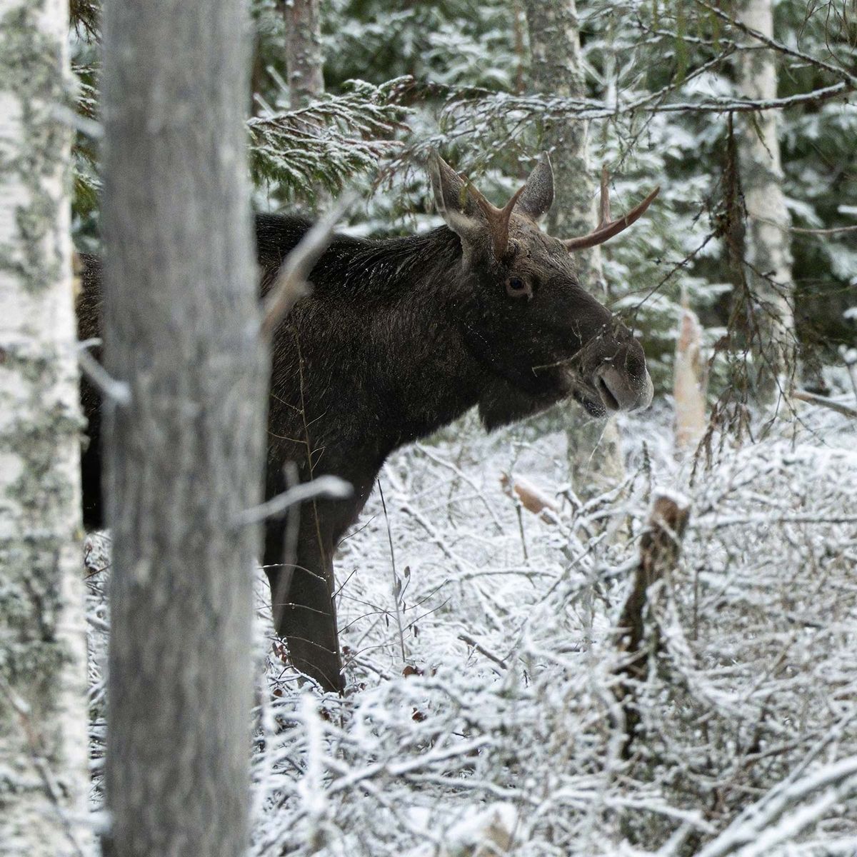 Hirvi lumisessa talvimetsässä