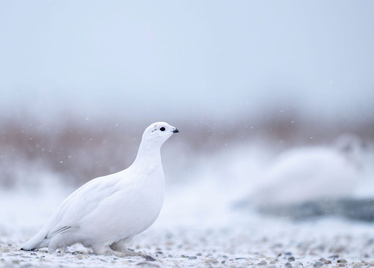 Riekko valkoisessa talvipuvussa lumella