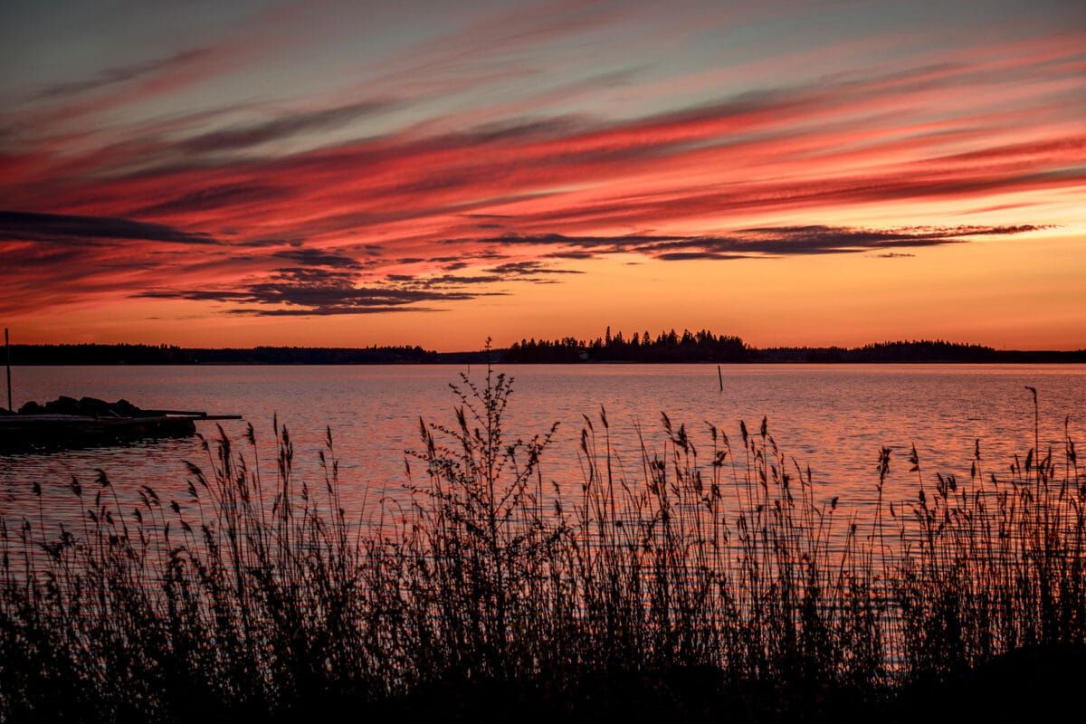 Ruovikkoinen järvenranta auringonlaskun aikaan