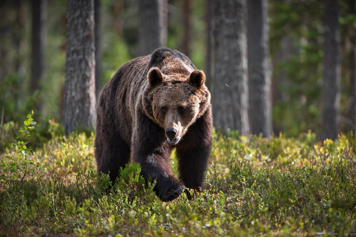 Karhu tallustelee varvikossa mäntymetsässä