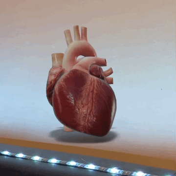 animated gif of a realistic heart, and the camera pans around it. White wall, strip of lights in front on surface.