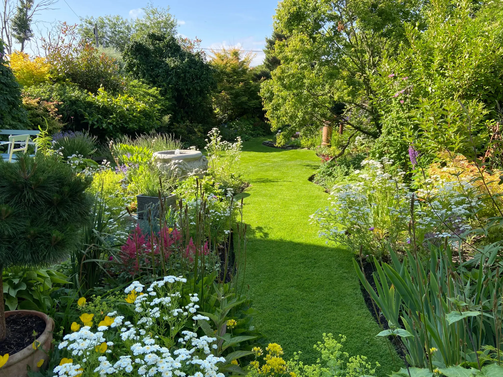 garden with green grass and plants