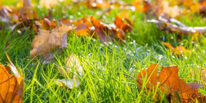Lawn with Autumn Leaves