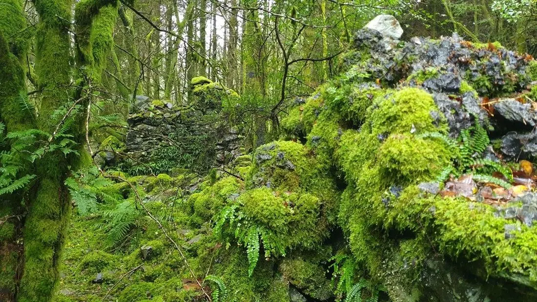Close-up of vibrant green moss growing densely, showcasing its tiny leaf-like structures 