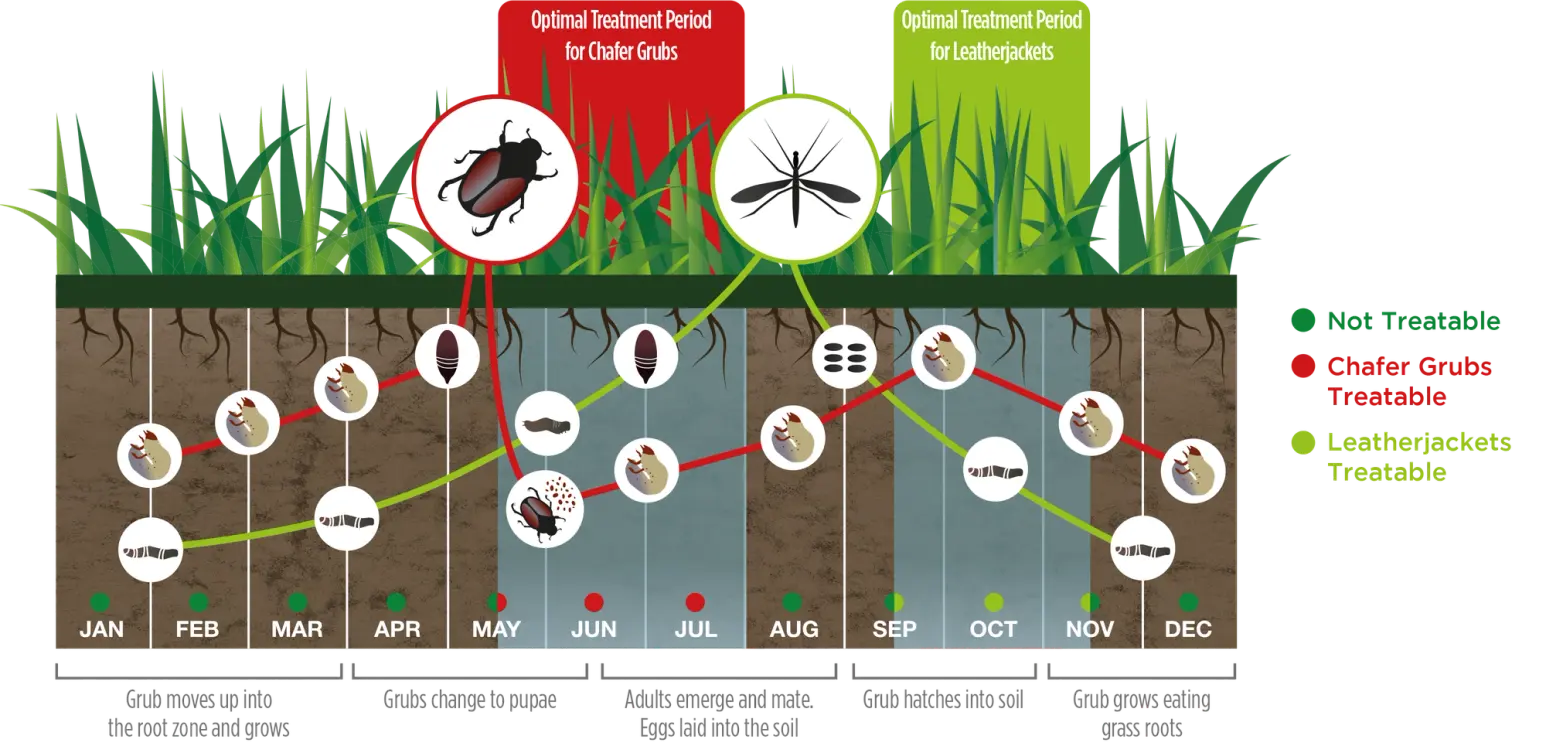 Life cycle of the leatherjacket