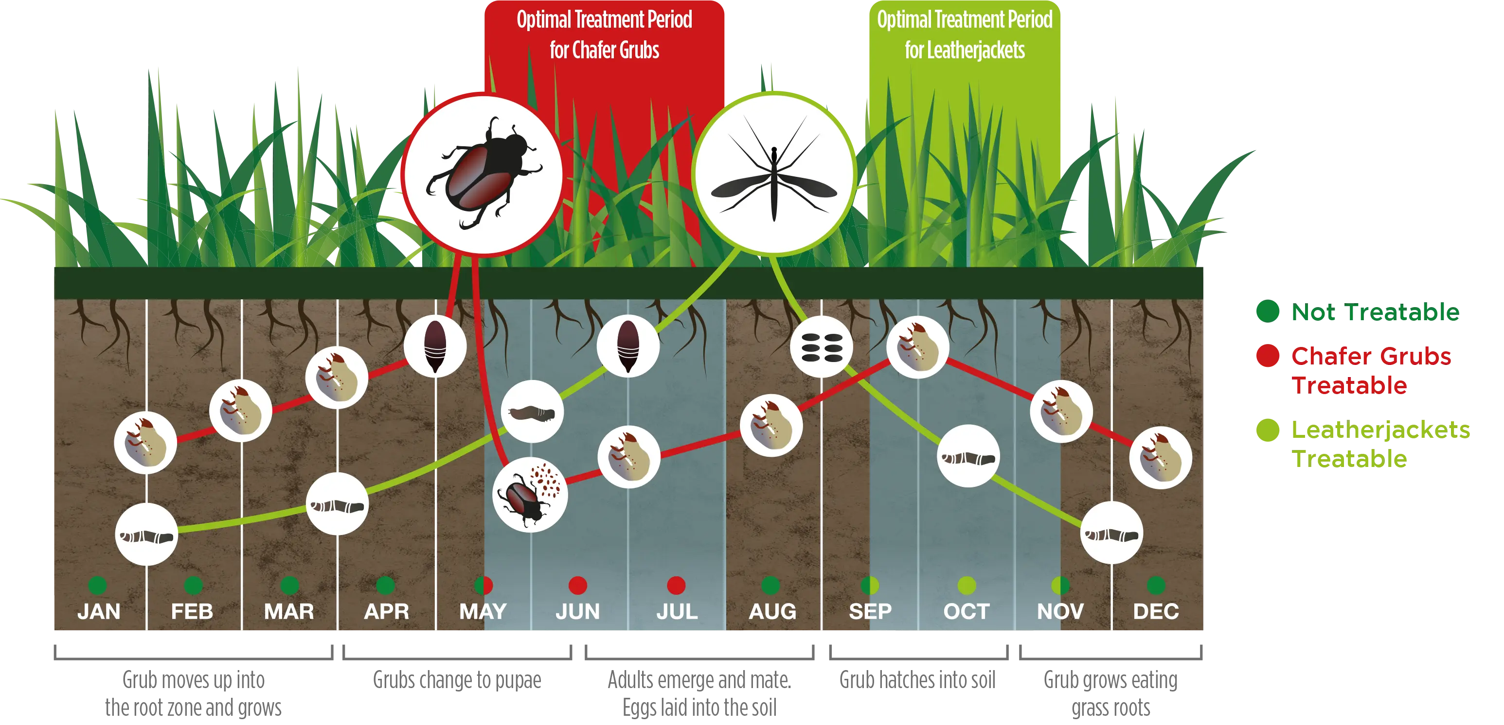 Lawn Pests - Our guide to Leatherjackets