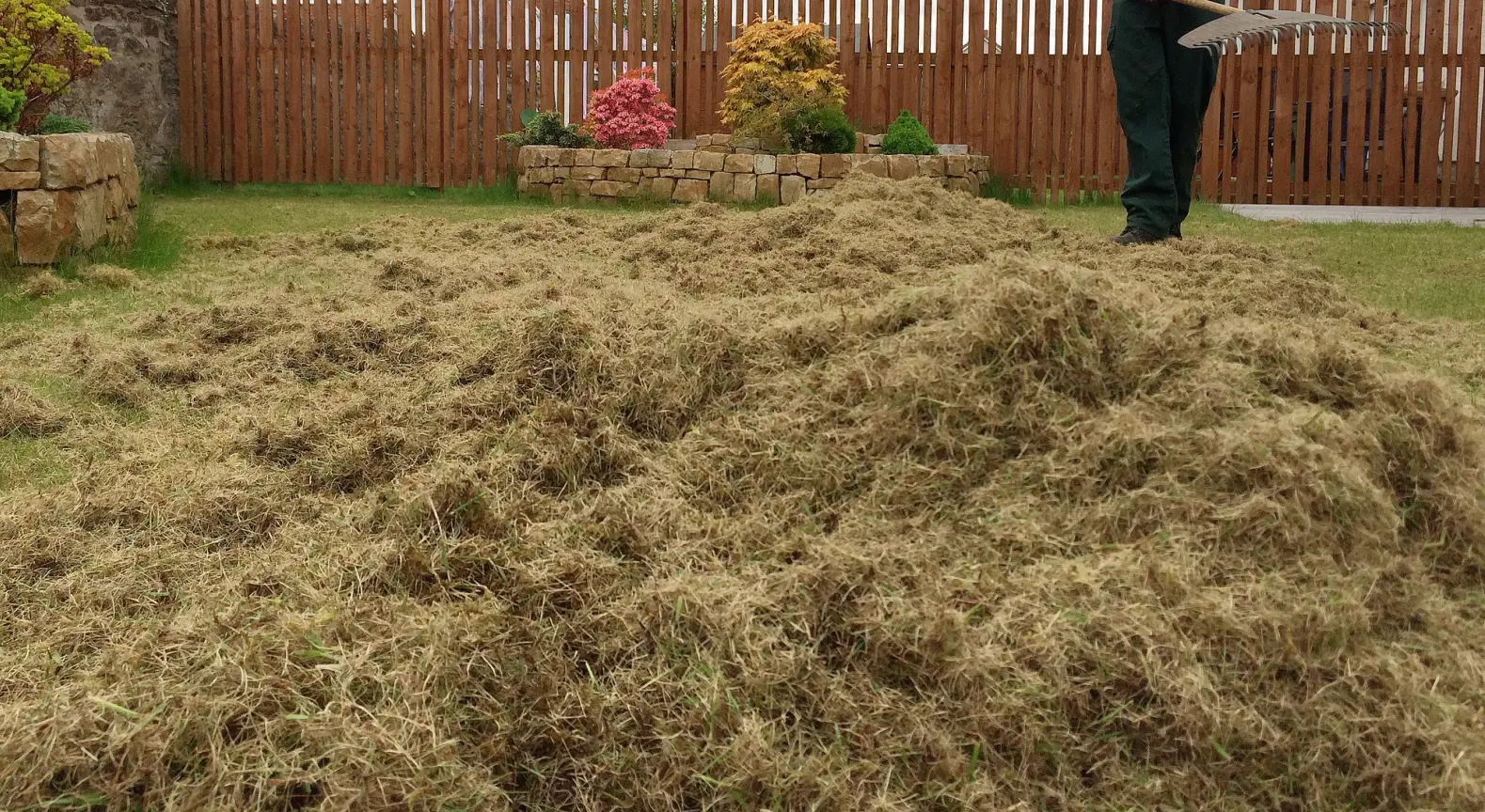 Freshly scarified lawn with large piles of removed thatch and moss lying on the grass after lawn scarification treatment.