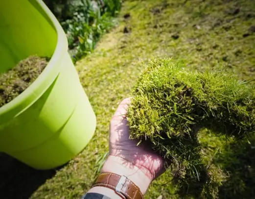 Hand removing thick moss from lawn during garden maintenance, with green bin in background.