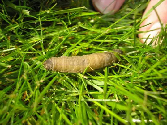 Close-up image of a Leatherjacket grub, a common lawn pest found in soil.