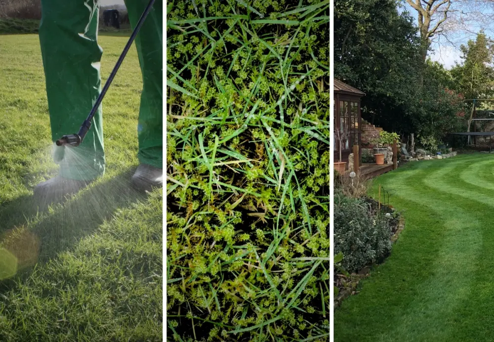 Autumn winter lawn treatment with weed spray, moss control, and a healthy striped lawn.