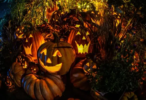 Pumpkins, Halloween Garden, Halloween Decoration