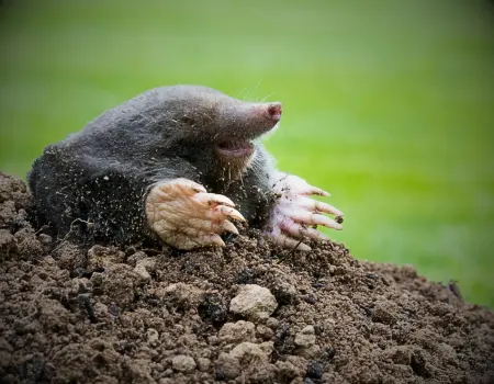 Mole emerging from soil in garden, showing signs of mole activity and tunnelling damage to lawns.