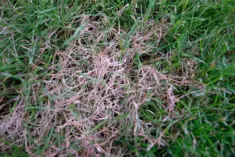 Red Thread Damage Red Thread Lawn Care Tips - GreenThumb