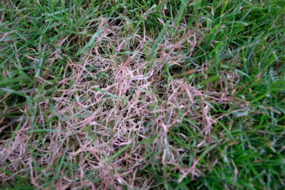 red thread, pink lawn, red grass