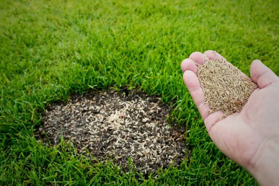 Lawn repair in progress with grass seed and top dressing applied to bare patches