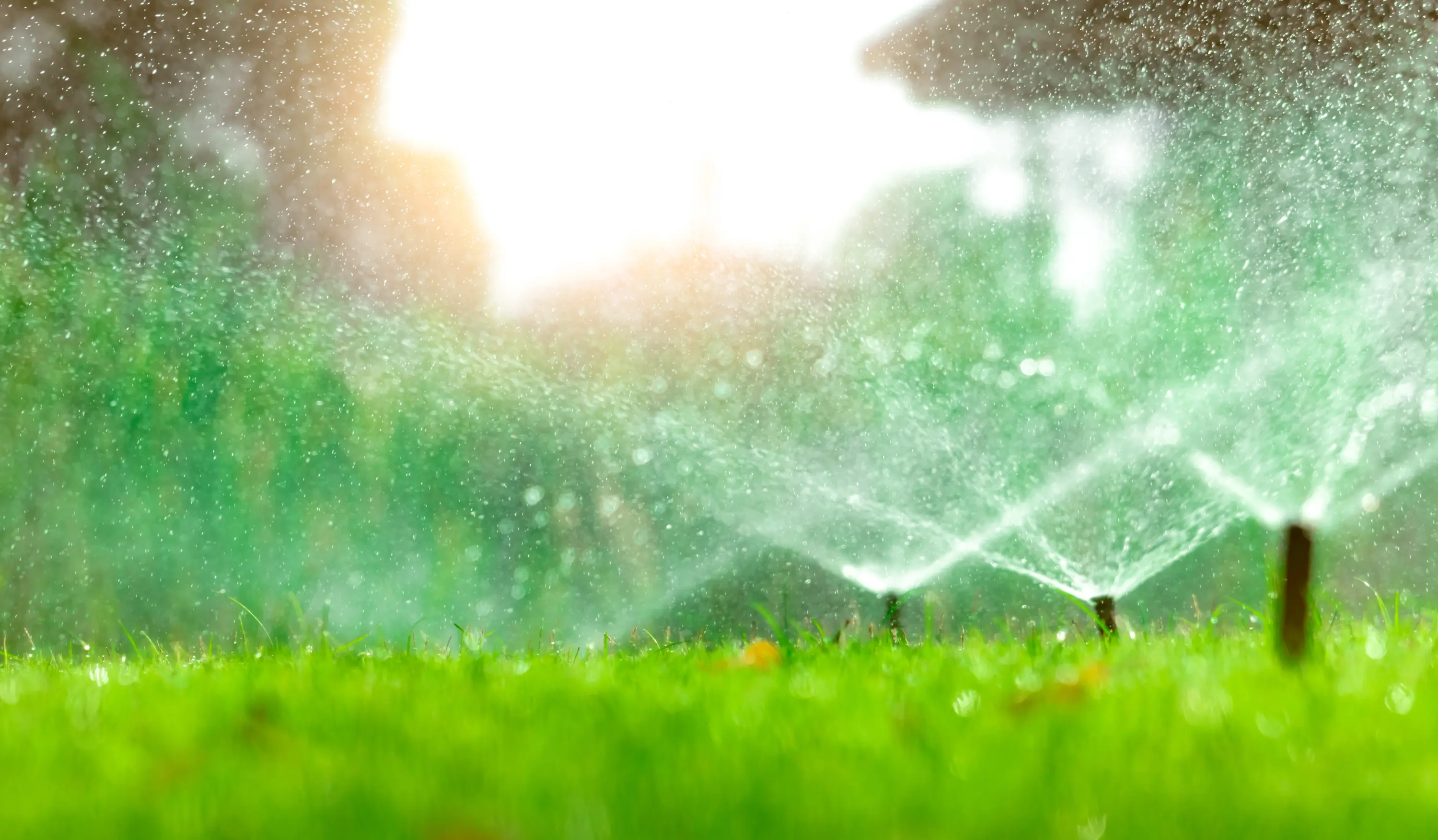 A sprinkler system waters a lush GreenThumb lawn, ensuring vibrant and healthy grass