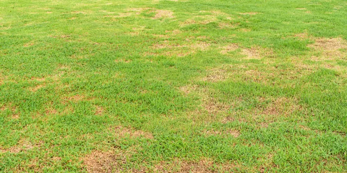 Close-up of a brown and patchy lawn with dry, discoloured grass and bare spots 