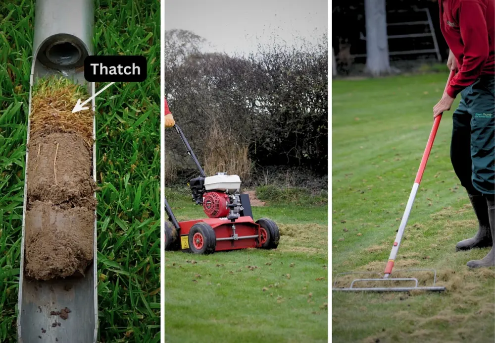Autumn winter lawn scarification and thatch removal.