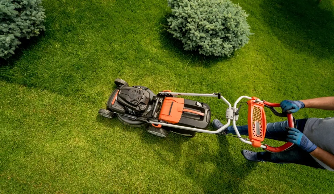 Person mowing a lush green lawn with petrol mower, showing proper lawn mowing technique.