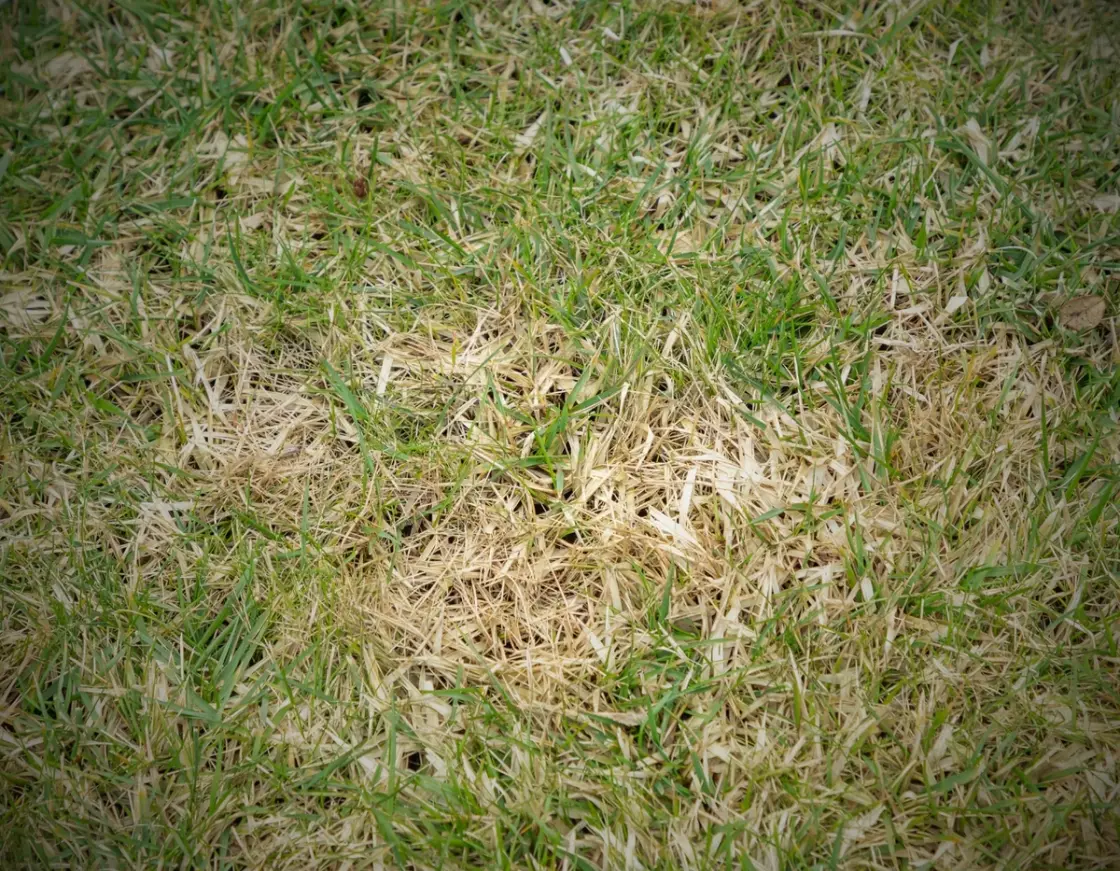 Yellow patches on a grass lawn caused by nutrient deficiency and overwatering
