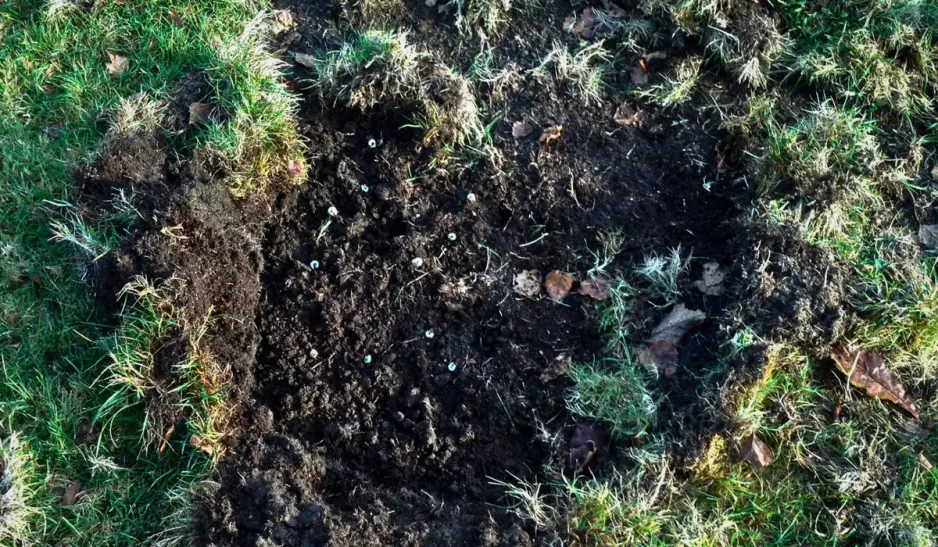 chafer grub damage, lawn pest problems, lawn pest damage