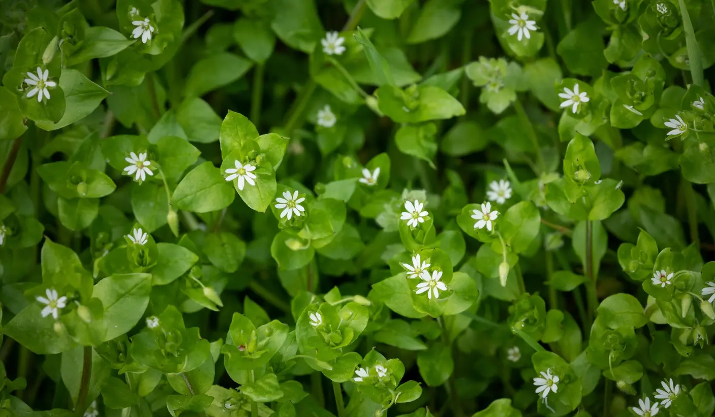 Understanding Common Lawn Weeds: A Complete Guide