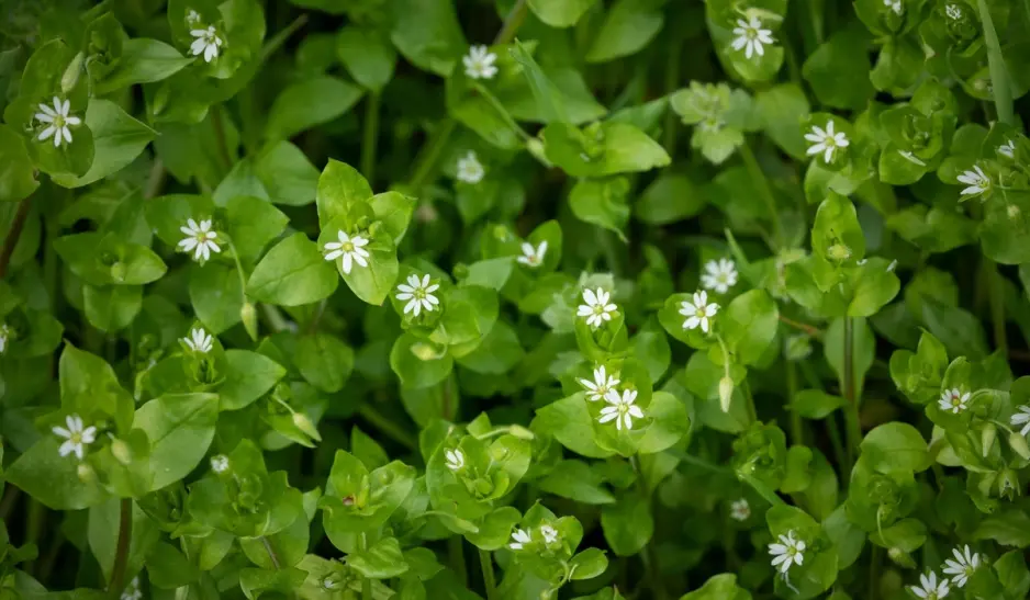common lawn weeds, weeds garden