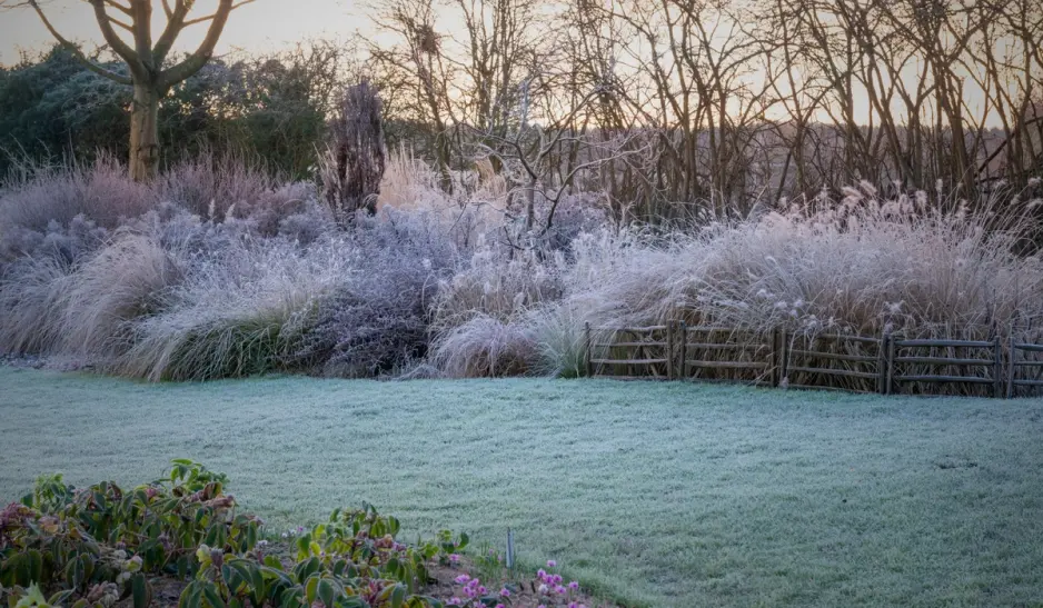 frosty lawn, lawncare in winter